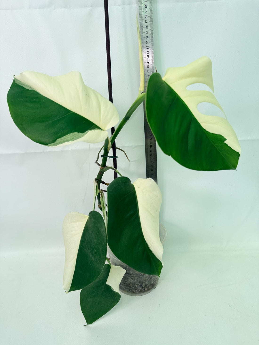 Monstera Albo Variegata HALF MOON